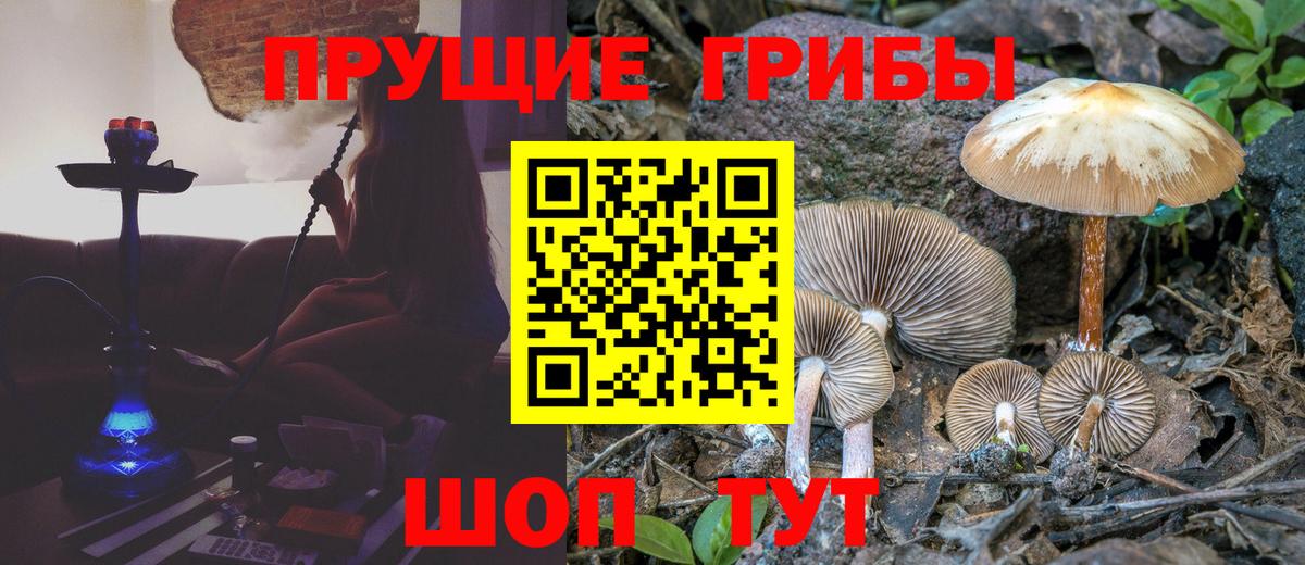 Псилоцибиновые грибы Psilocybine cubensis Магнитогорск